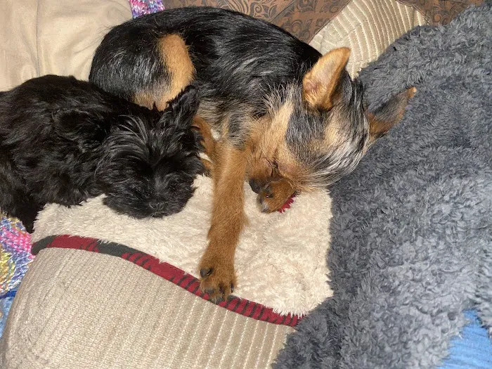 Spencer Veterinary Hospital, LLC Picture 2