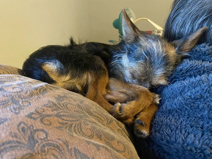 Spencer Veterinary Hospital, LLC Picture 7