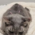 Spencer Veterinary Hospital, LLC