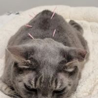 Spencer Veterinary Hospital, LLC ico