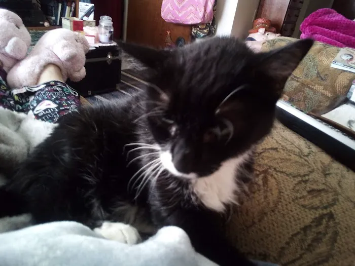 Spencer Veterinary Hospital, LLC Picture 8