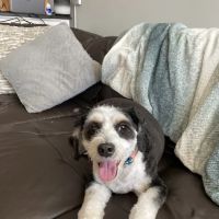 Kriser's Natural Pet ico