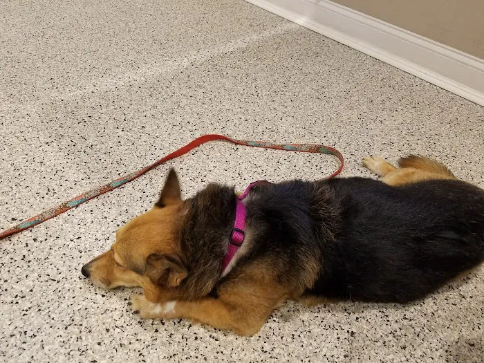 Riverlin Animal Hospital, LLC Picture 4