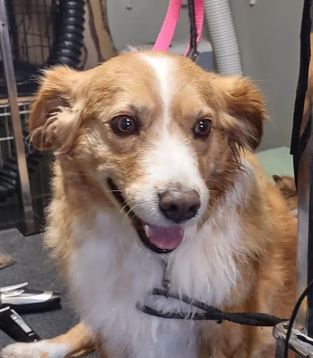 Fur Babies & Friends Picture 2