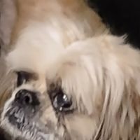 Fur Babies & Friends ico