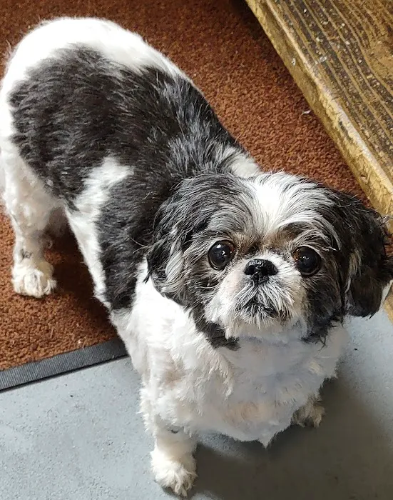 Fur Babies & Friends Picture 5