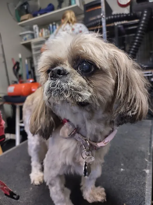 Fur Babies & Friends Picture 3