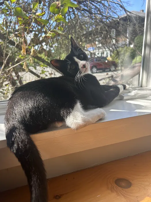 Pet Candy Veterinary Care | Avon, CT Veterinarian Picture 8