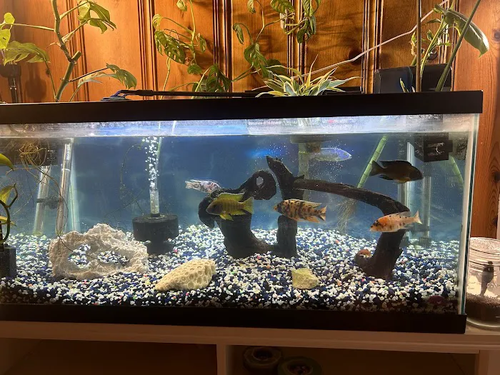 Lake Michigan Cichlids Picture 1