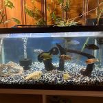 Lake Michigan Cichlids