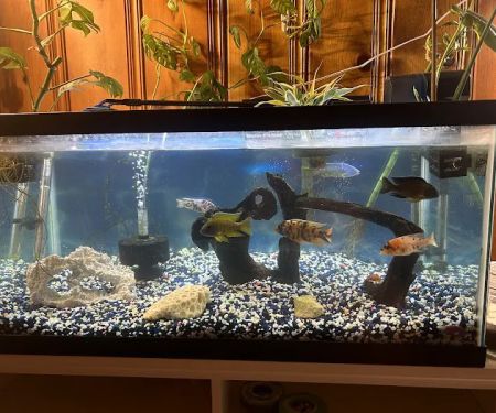 Lake Michigan Cichlids