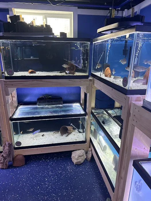 Lake Michigan Cichlids Picture 3