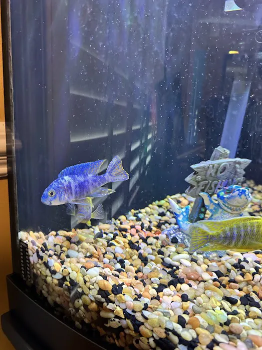 Lake Michigan Cichlids Picture 2
