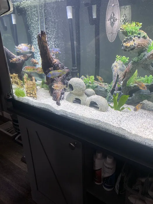 Lake Michigan Cichlids Picture 4