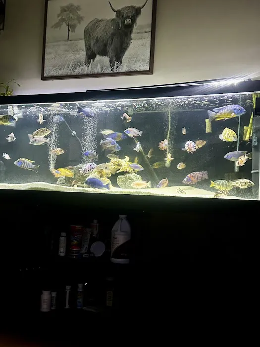 Lake Michigan Cichlids Picture 8