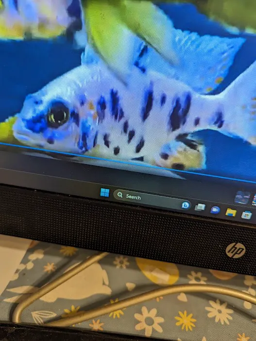 Lake Michigan Cichlids Picture 6
