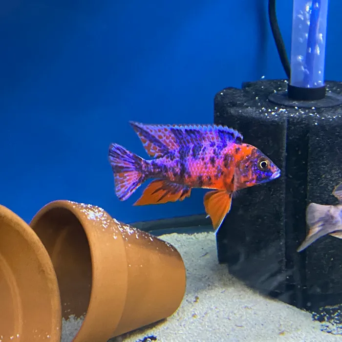 Lake Michigan Cichlids Picture 10