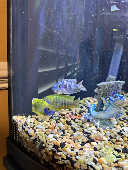 Lake Michigan Cichlids Picture 7