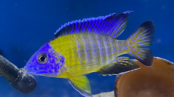 Lake Michigan Cichlids Picture 5