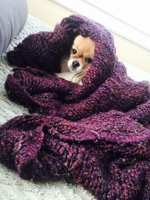 Avon Veterinary Clinic Picture 5