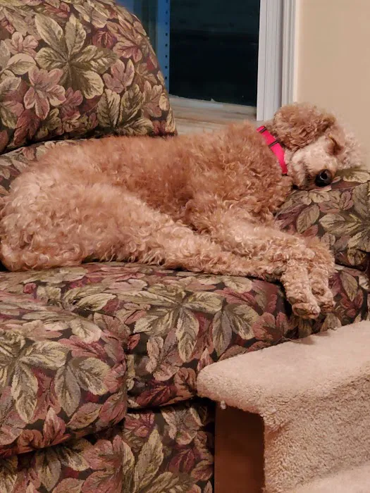 DOGGIE-DRIVE-THRU..........Kitty's too! Picture 7