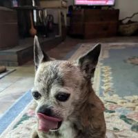 Avon Veterinary Clinic: Morganti Thomas D DVM ico