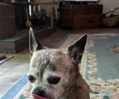 Avon Veterinary Clinic: Morganti Thomas D DVM