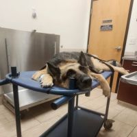 Vetco Vaccination Clinic ico