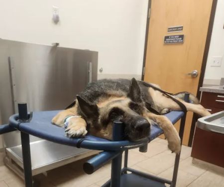 Vetco Vaccination Clinic
