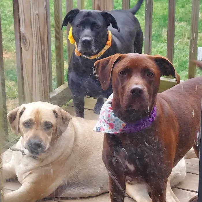 Roaring Brook Veterinary Hospital Picture 4