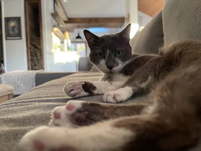 Roaring Brook Veterinary Hospital Picture 7