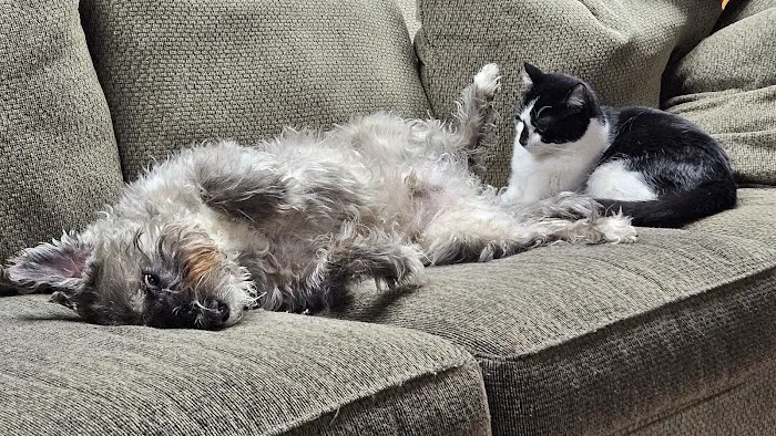 Roaring Brook Veterinary Hospital Picture 2