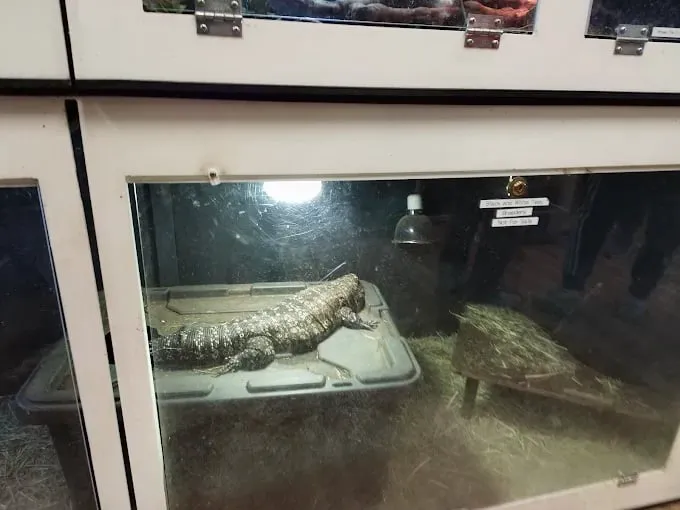 Magnum X Exotics Picture 1