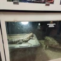 Magnum X Exotics ico