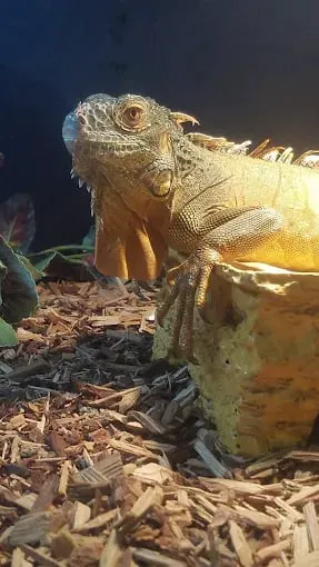 Magnum X Exotics Picture 4