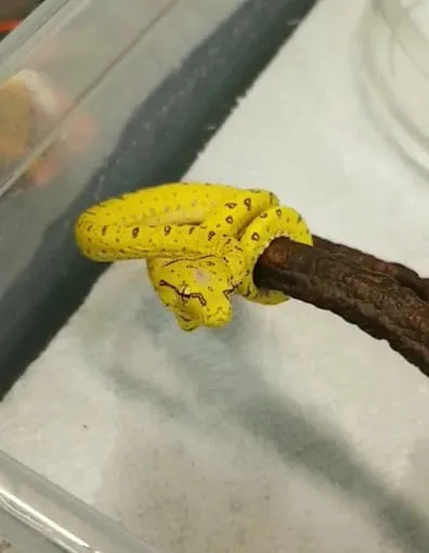 Magnum X Exotics Picture 3