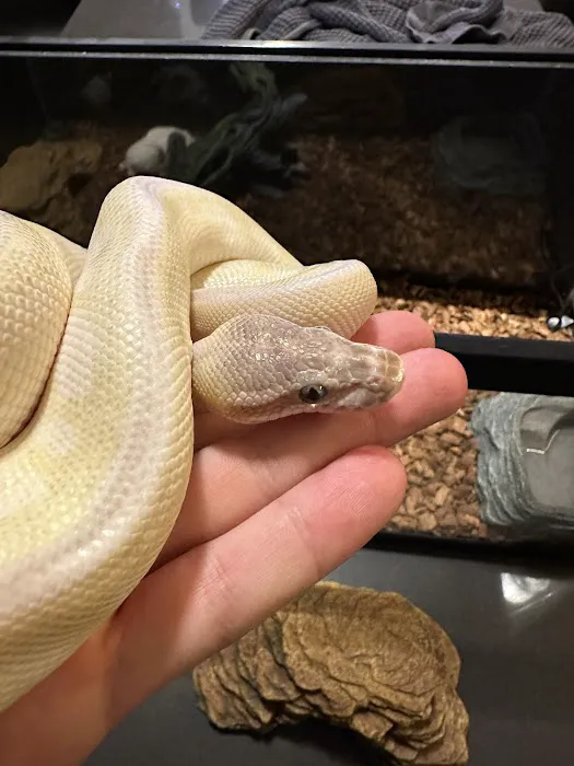 Magnum X Exotics Picture 9