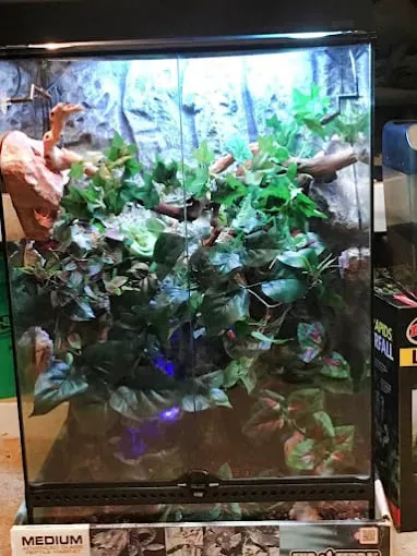 Magnum X Exotics Picture 2