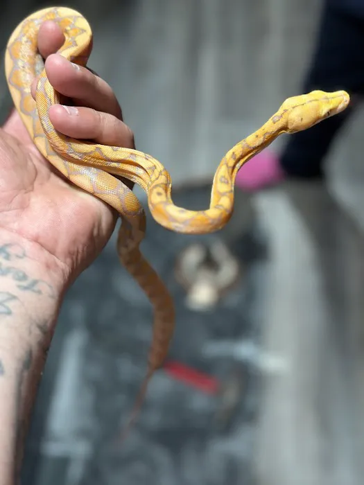 Magnum X Exotics Picture 6