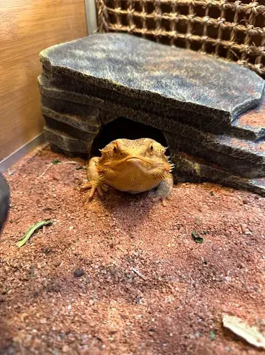 Magnum X Exotics Picture 5