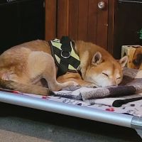 Leshem Veterinary Surgery ico