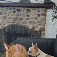 Hopmeadow Animal Hospital ico