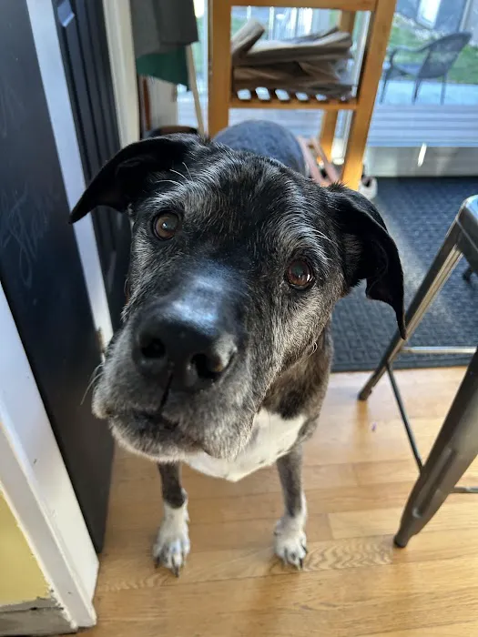 Hopmeadow Animal Hospital Picture 5