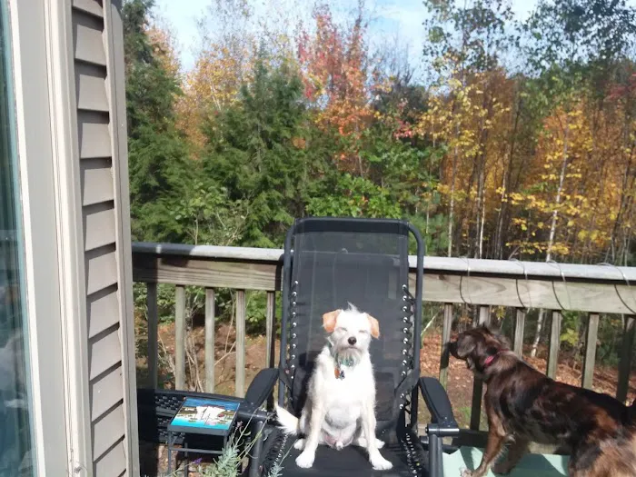 Hopmeadow Animal Hospital Picture 2