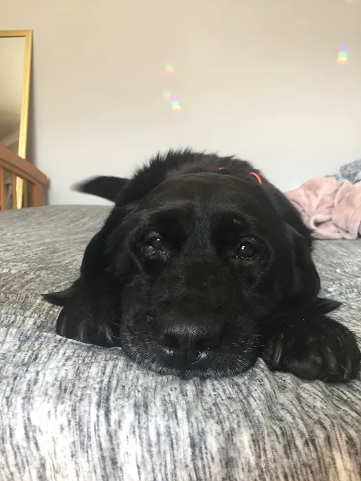 Hopmeadow Animal Hospital Picture 10