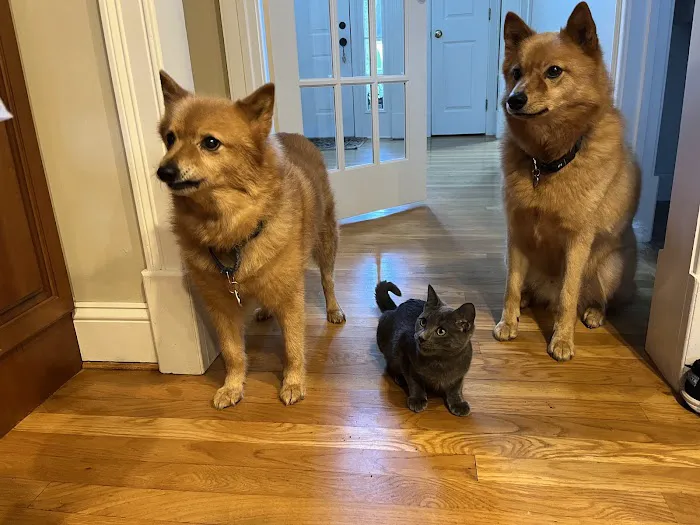 Hopmeadow Animal Hospital Picture 9