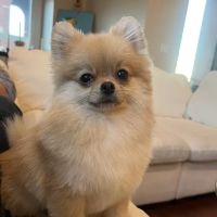 Kriser's Natural Pet ico