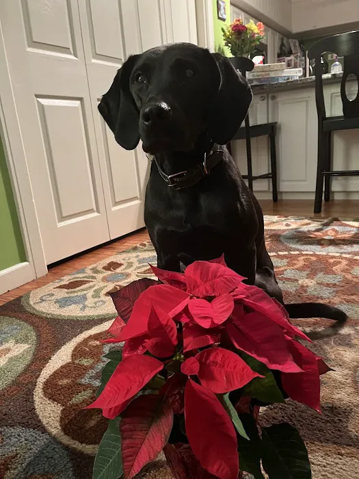 Canton Animal Hospital LLC Picture 1