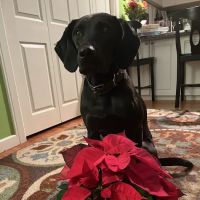 Canton Animal Hospital LLC ico