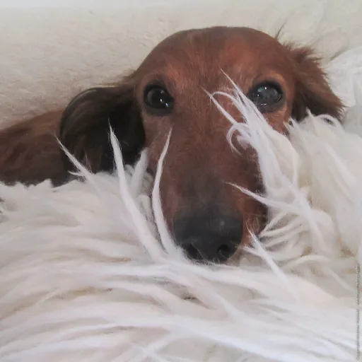 Canton Animal Hospital LLC Picture 4